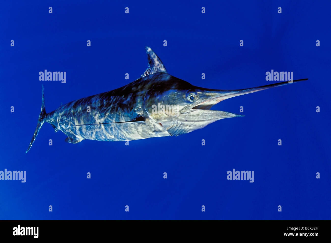 Blue Marlin Makaira nigricans, Hawaii, USA, Kona, Big Island, Oceano Pacifico Foto Stock