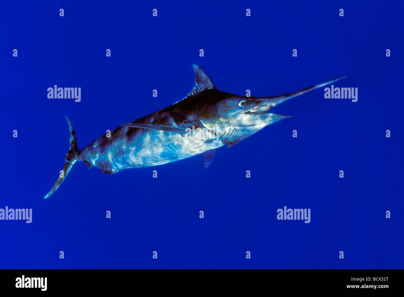 Blue Marlin Makaira nigricans, Hawaii, USA, Kona, Big Island, Oceano Pacifico Foto Stock