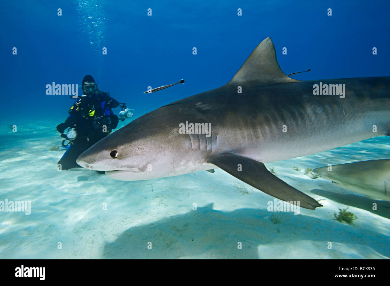 Tiger Shark con subacqueo Galeocerdo cuvier Oceano Atlantico Bahamas Foto Stock