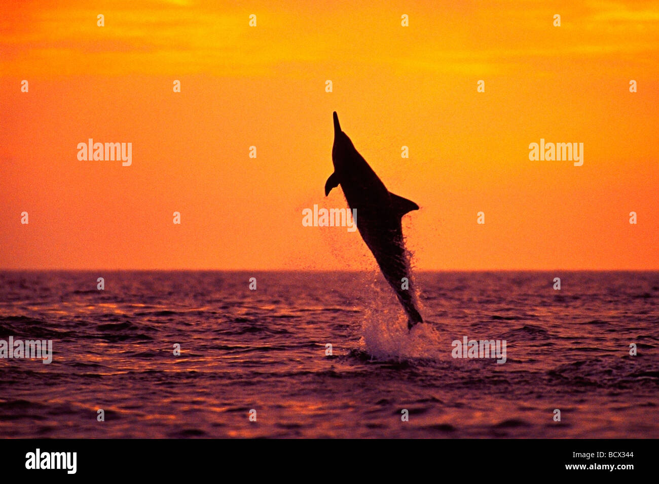 Spinner dolphin, saltando al tramonto, Stenella longirostris, Hawaii, USA, Kona, Big Island, Oceano Pacifico Foto Stock