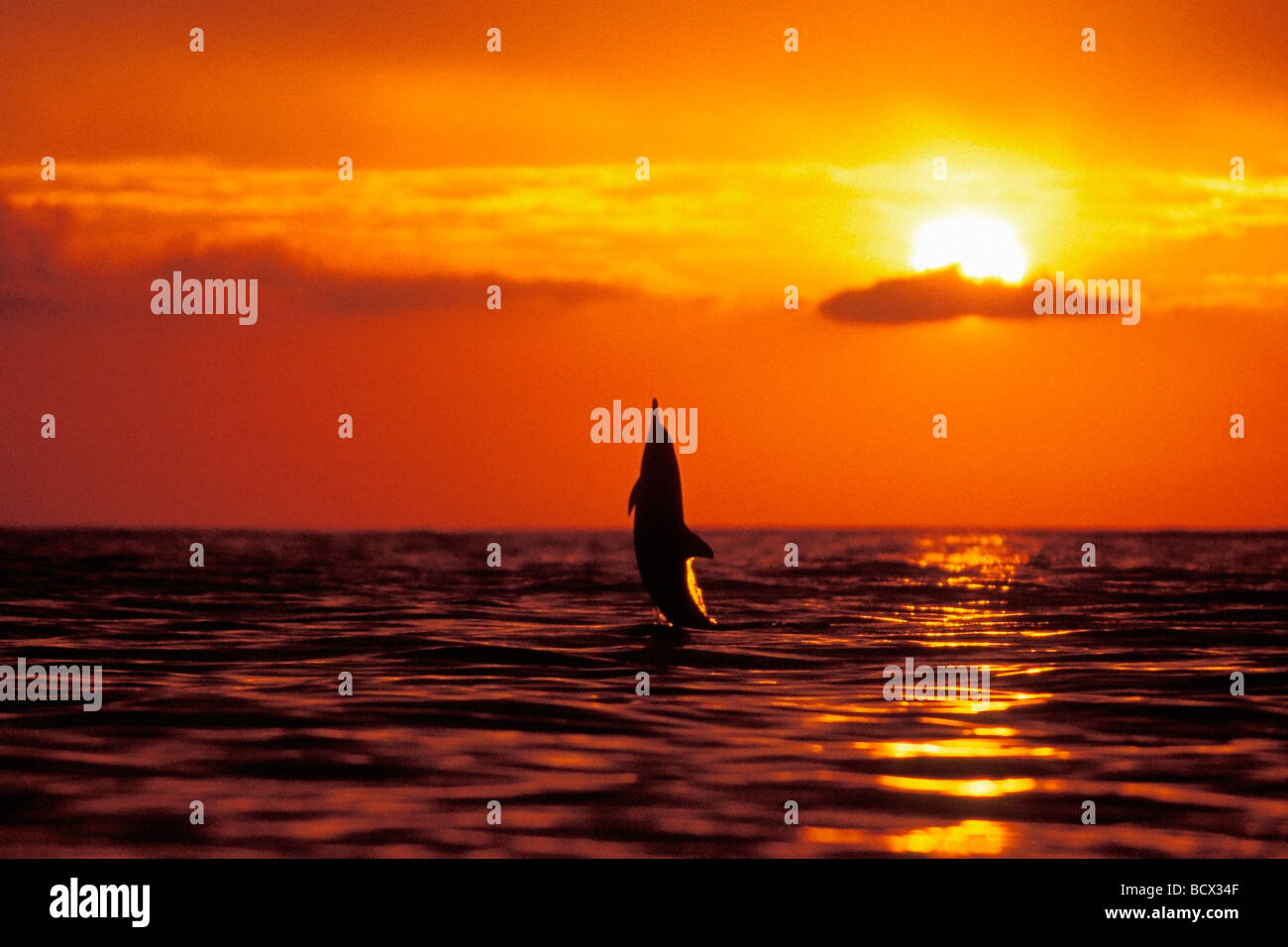 Spinner dolphin, saltando al tramonto, Stenella longirostris, Hawaii, USA, Kona, Big Island, Oceano Pacifico Foto Stock