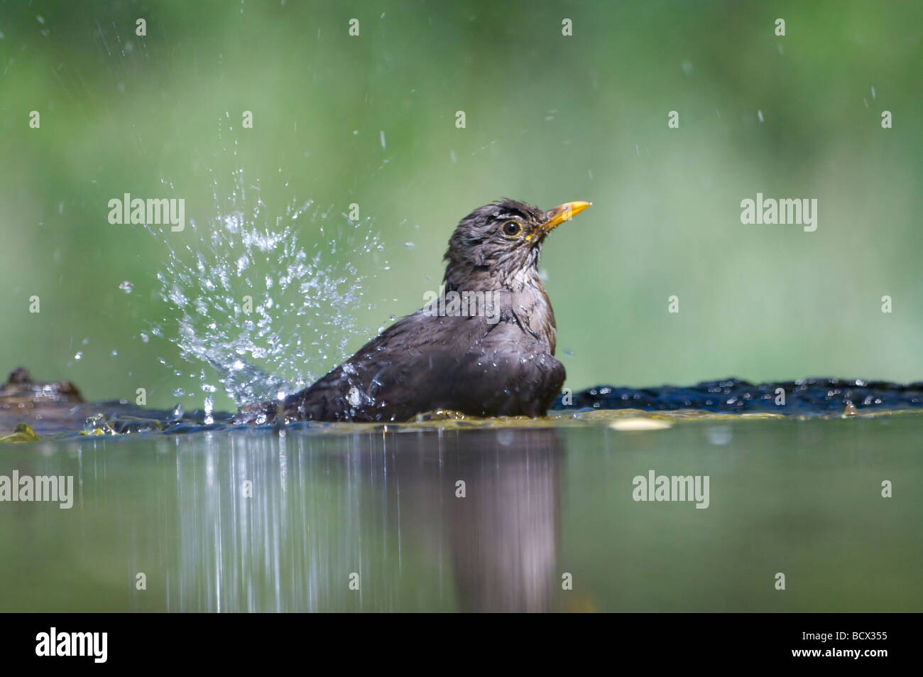 Merlo Turdus merula Ungheria Foto Stock