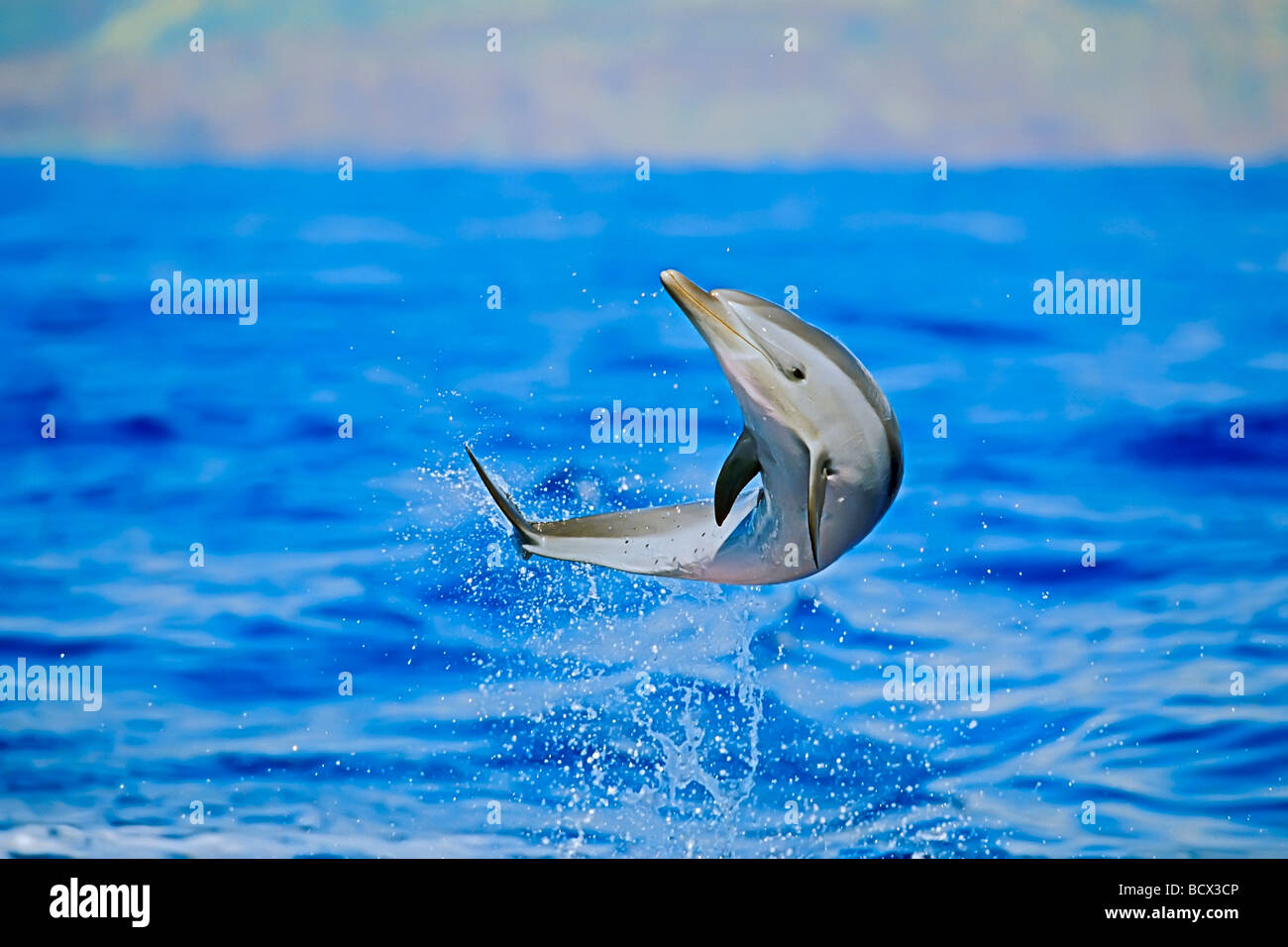 Pantropical Spotted Delfino Stenella attenuata Isola Grande Oceano Pacifico Hawaii USA Foto Stock