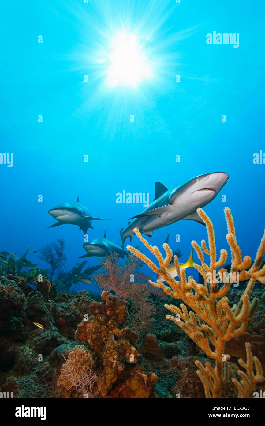 Caraibi squali di barriera sulla barriera corallina Carcharhinus perezi West End Grand Bahamas Mar dei Caraibi Bahamas Foto Stock