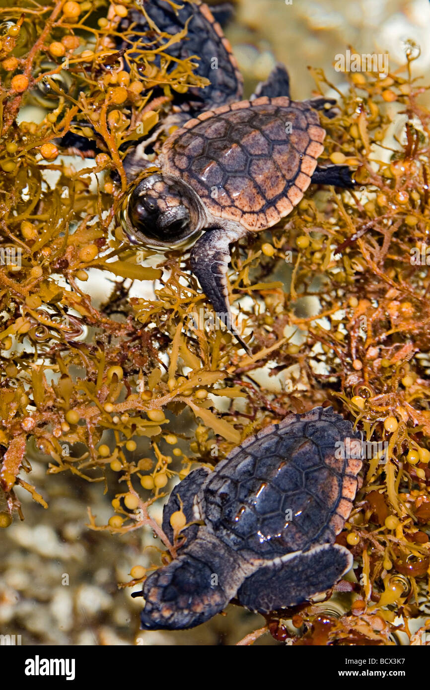 Tartaruga Caretta neonati, prendendo rifugio tra sargassum erbaccia, Caretta caretta, Sargassum natans, Juno Beach, Oceano Atlantico, Foto Stock