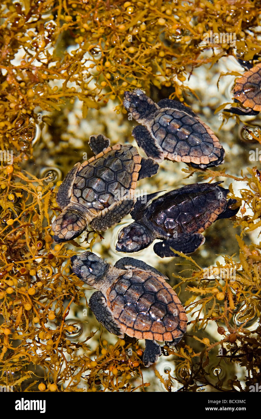 Tartaruga Caretta neonati, prendendo rifugio tra sargassum erbaccia, Caretta caretta, Sargassum natans, Juno Beach, Oceano Atlantico, Foto Stock