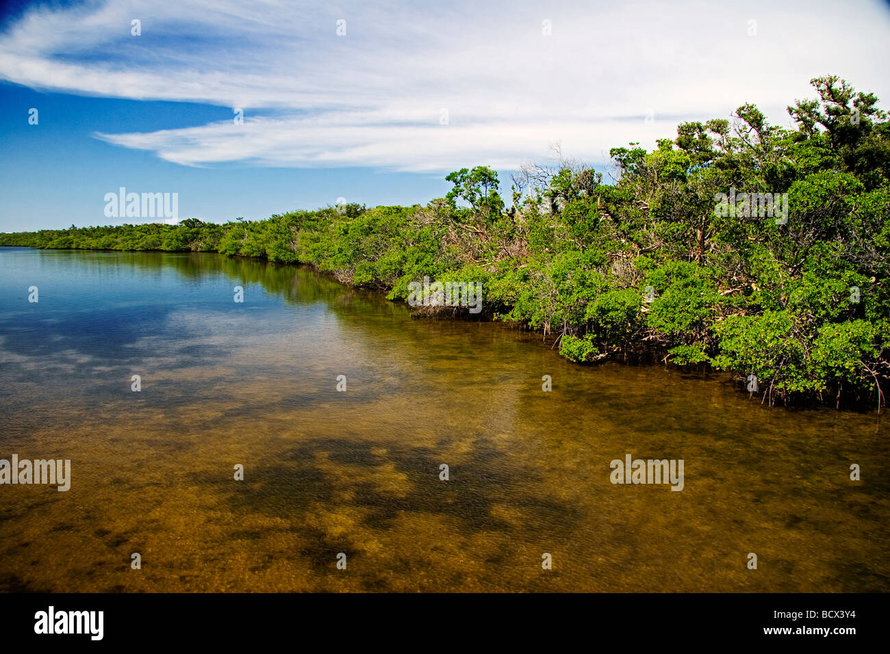 Red mangrovie in Lake Worth, una conservata intatta, esturay, Rhizophora mangle, John D. MacArthur Beach State Park, North Palm essere Foto Stock