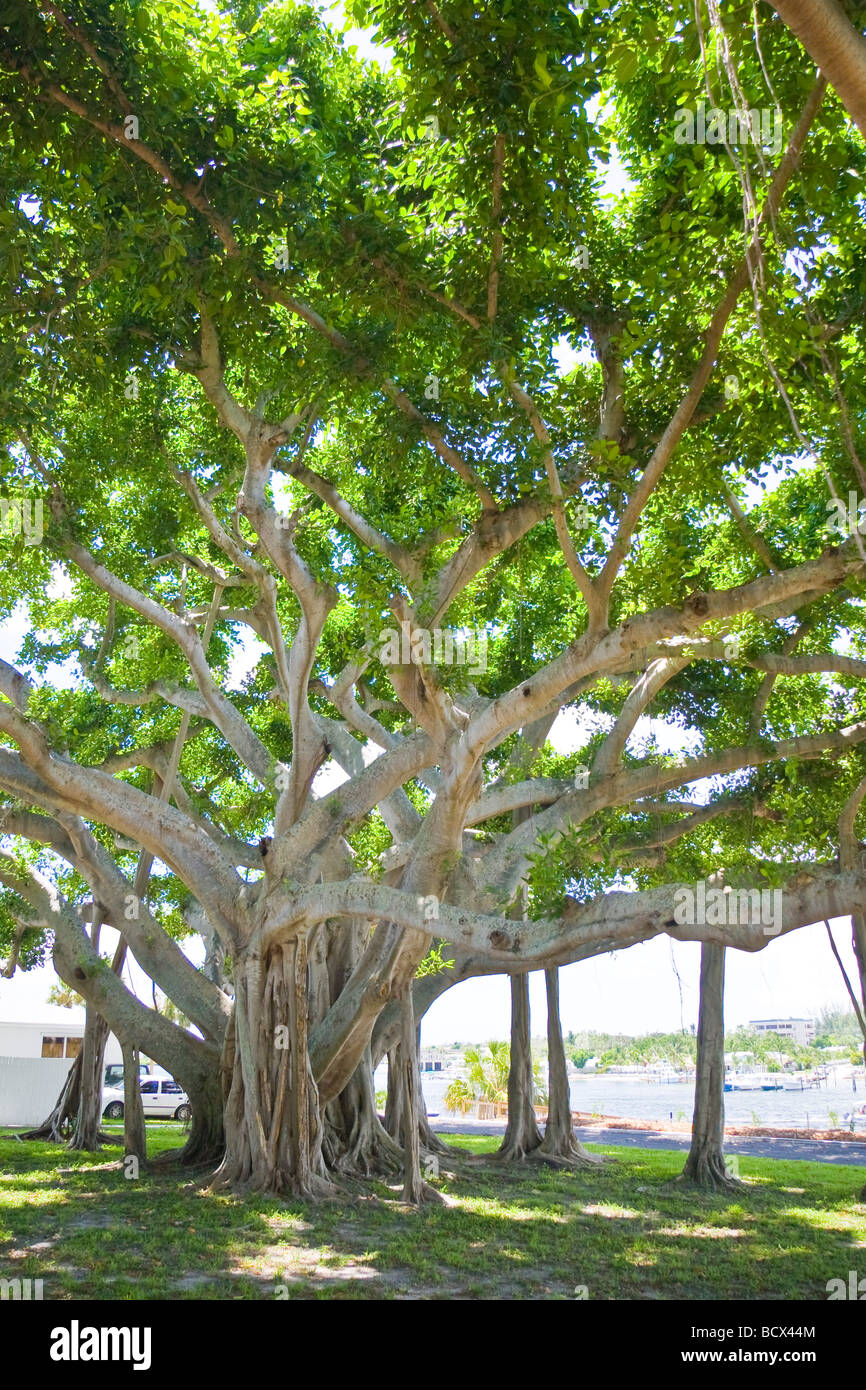 Banyan Tree Ficus spec Giove Palm Beach County, Florida USA Foto Stock