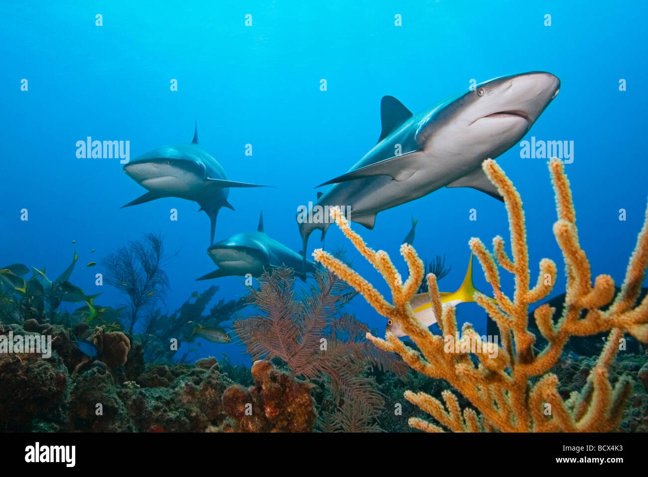 Caraibi squali di barriera sulla barriera corallina Carcharhinus perezi West End Oceano Atlantico Bahamas USA Foto Stock