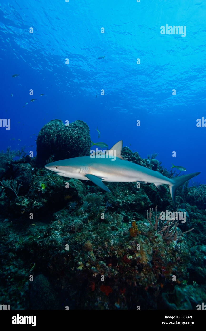 Caribbean Reef Shark Carcharhinus perezi West End Oceano Atlantico Bahamas Foto Stock