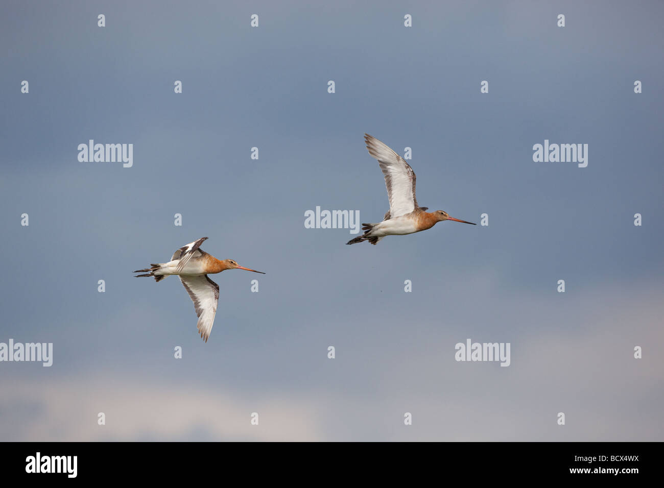 Nero tailed godwits Limosa limosa coppia in volo Foto Stock