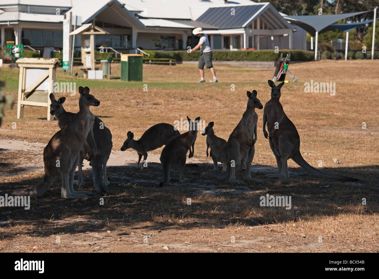 Canguri in ombra sul campo da golf di Melbourne Foto Stock