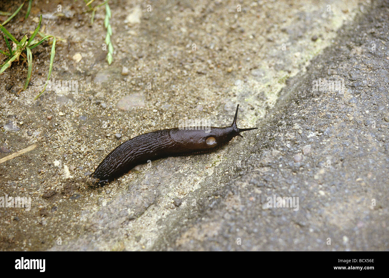 Arion ater / grande nero slug , maggiore slug nero , nero arion Foto Stock