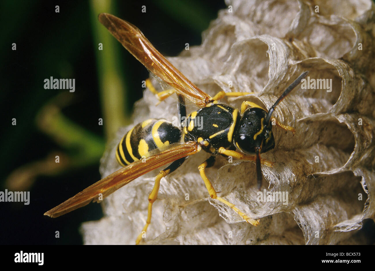 Polistes gallicus / carta wasp Foto Stock