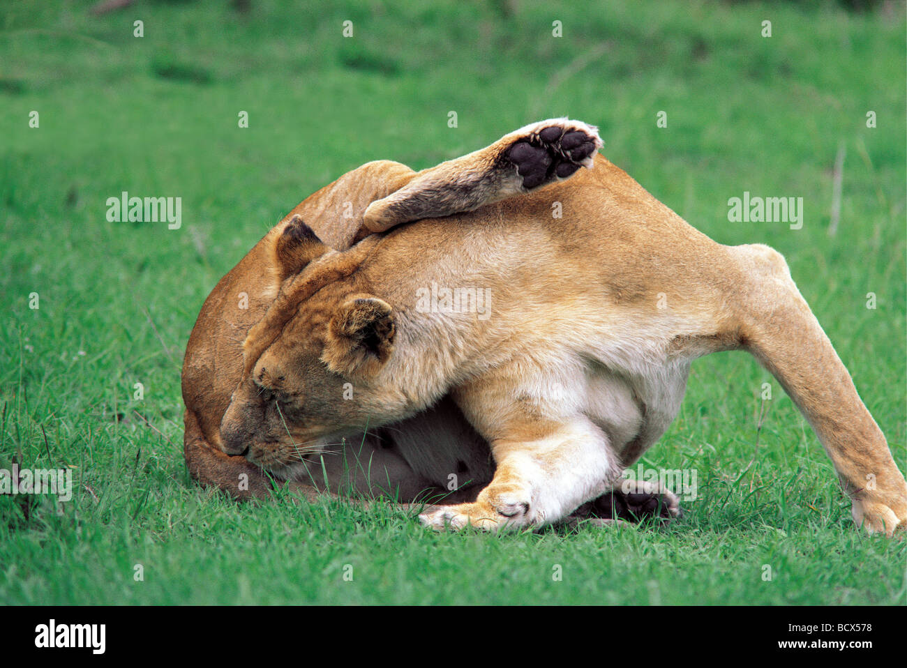 Giovane Leonessa toelettatura leccare la pulizia stessa Riserva Nazionale di Masai Mara Kenya Africa orientale Foto Stock