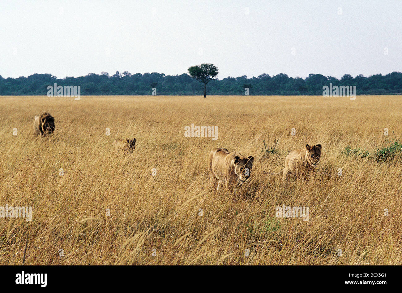 Gruppo di leoni si muove attraverso erba lunga Riserva Nazionale di Masai Mara Kenya Africa orientale Foto Stock