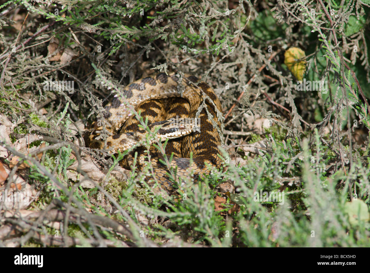 Inoltre, Vipera berus riscaldamento al sole della mattina presto, Stedham & Iping Commons, Midhurst, Sussex, Regno Unito, luglio Foto Stock