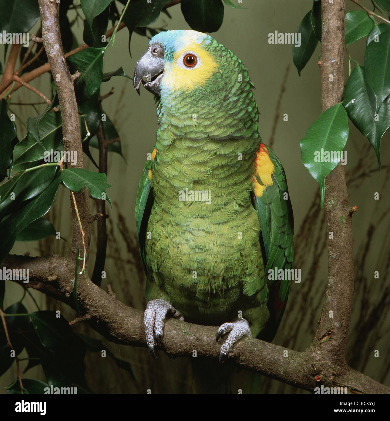 Blu-fronteggiata amazon - su una fronda - Amazon aestiva Foto Stock