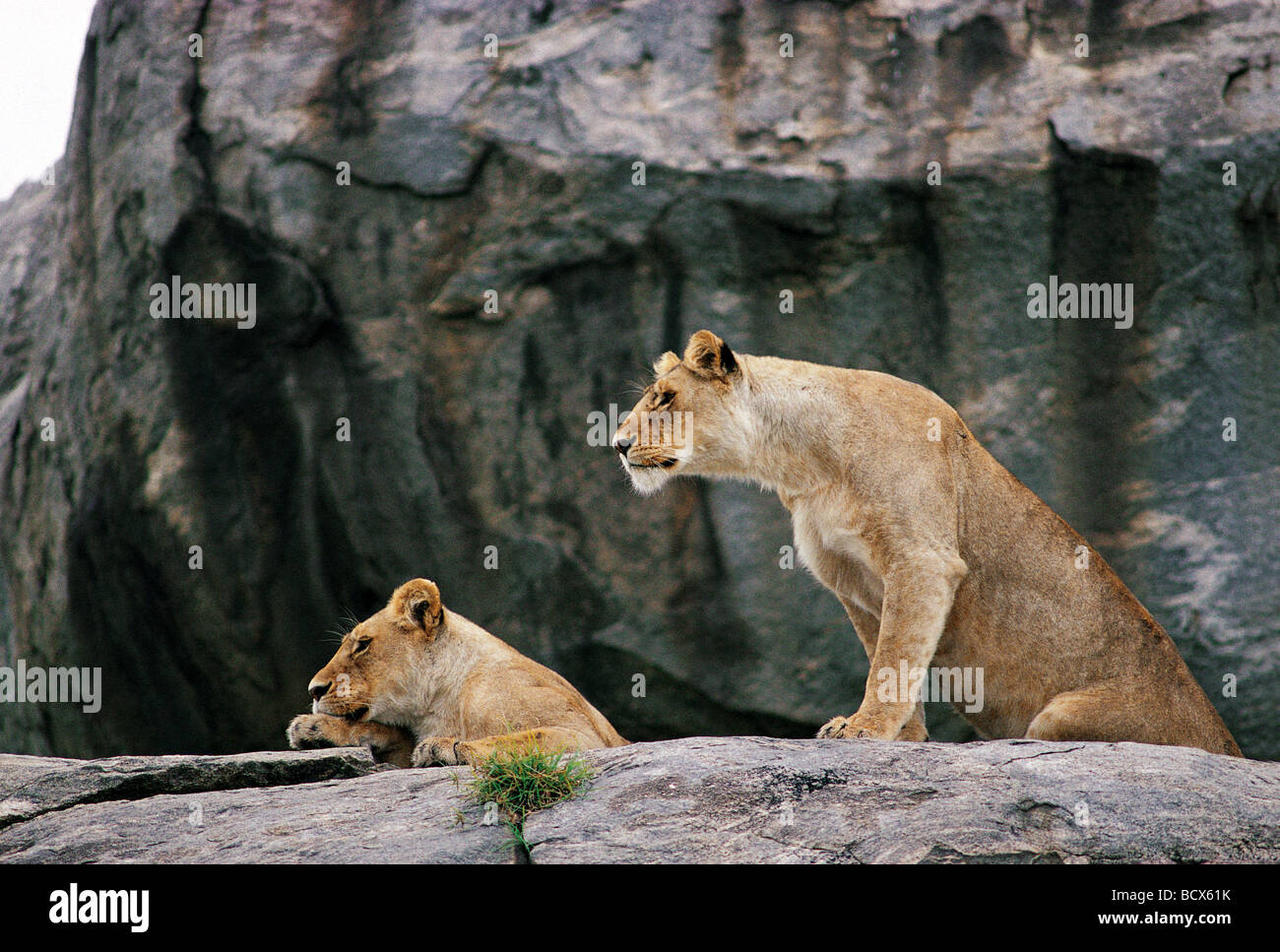 Due leonesse guardando fuori dal sovrastante di roccia di granito volto di Kopje Serengeti National Park Tanzania Africa orientale Foto Stock
