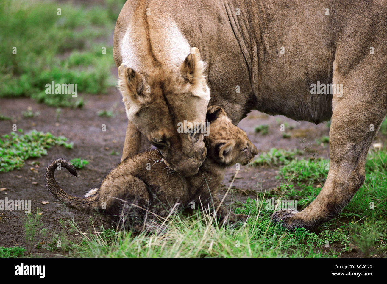 Leonessa a prelevare la sua piccola cub dal scruff sul retro del collo Masai Mara riserva nazionale del Kenya Africa orientale Foto Stock