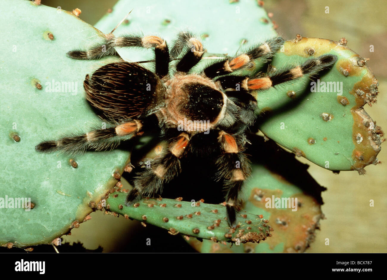 Bird-eating spider su cactus / Theraphosidae / Aviculariidae Foto Stock