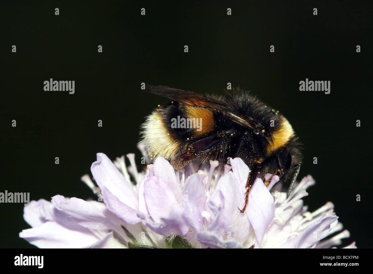 Bombus terrestris o Buff Tailed Bee famiglia Apidae con i singoli granuli di polline di alimentazione disponibili su Field Scabious Foto Stock