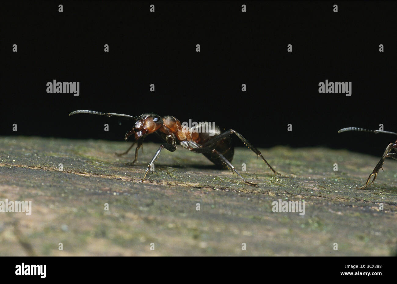 Formica rufa / Legno ant Foto Stock