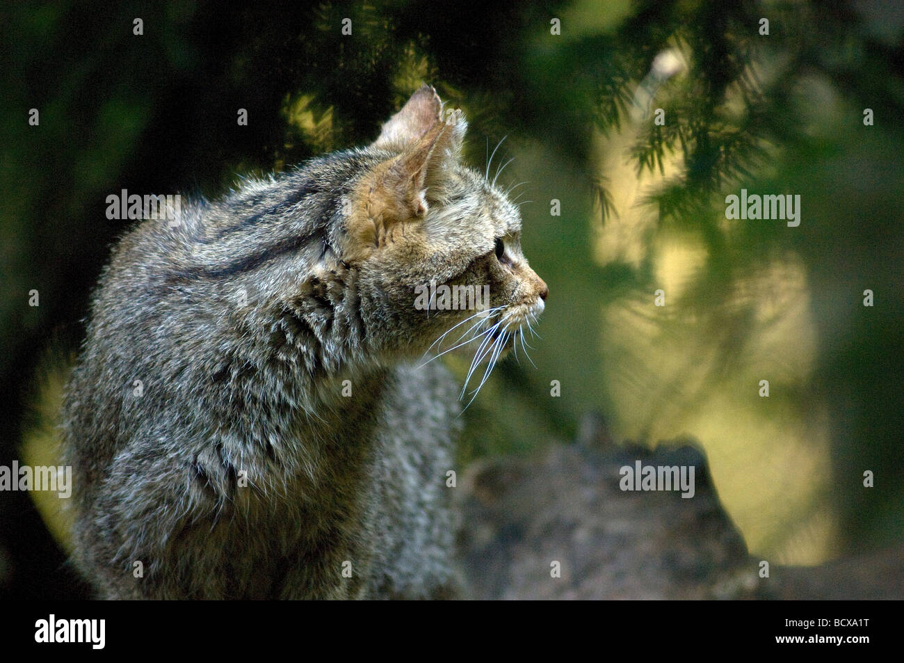 Gatto selvatico gatto selvatico Felis silvestris felini bosco Bayerische Wald Germania Foto Stock