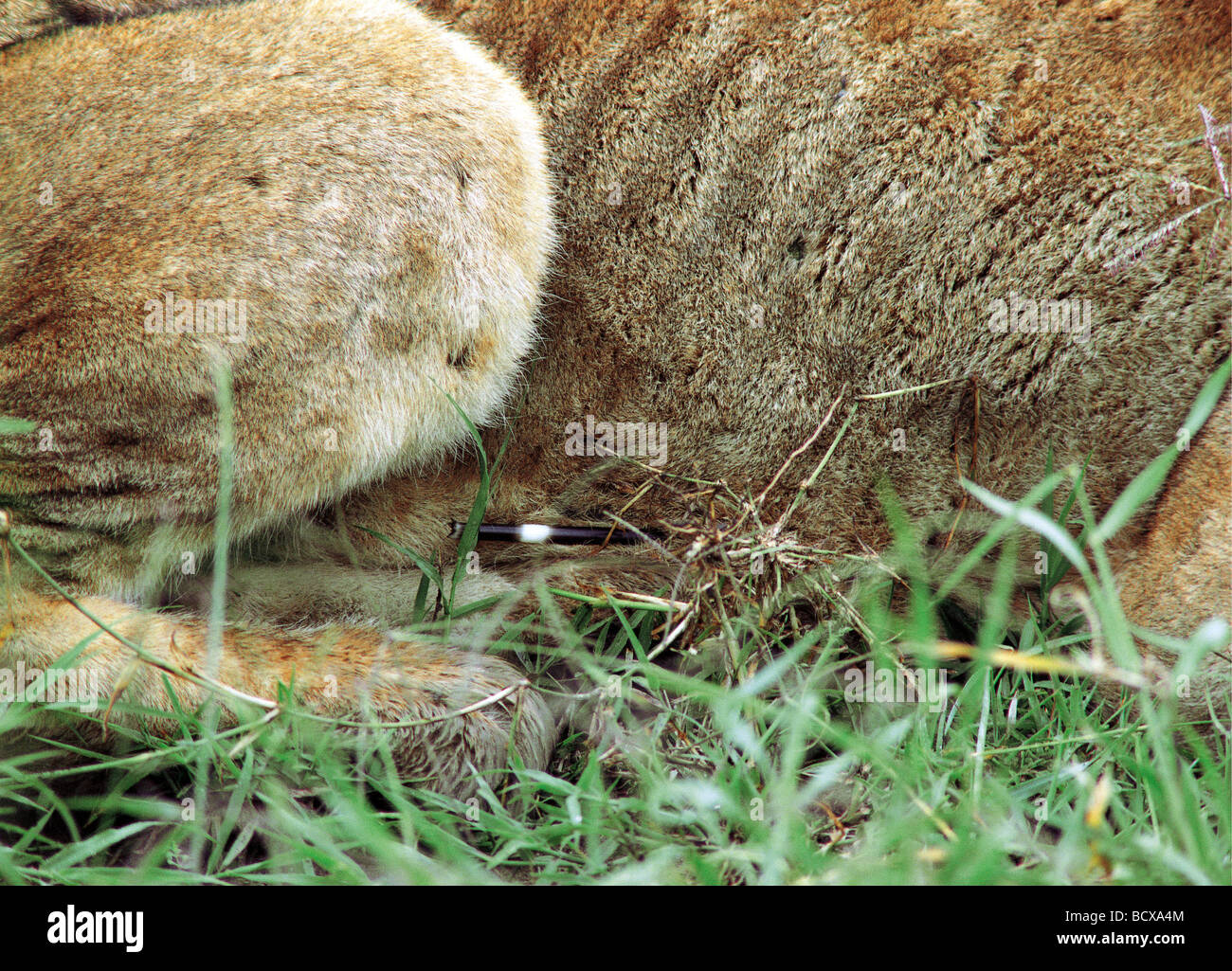 Dettaglio del giovane maschio lion in cattive condizioni quilled da porcupine Masai Mara riserva nazionale del Kenya Africa orientale Foto Stock