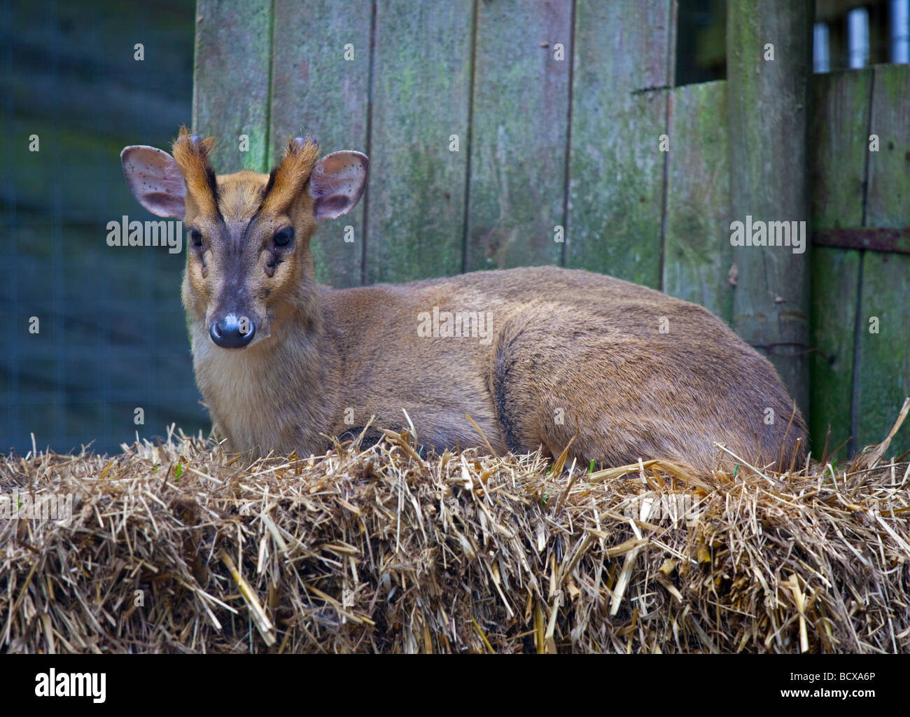 Reeve's Muntjac (muntiacus reevesi) seduti sulle balle di paglia Foto Stock