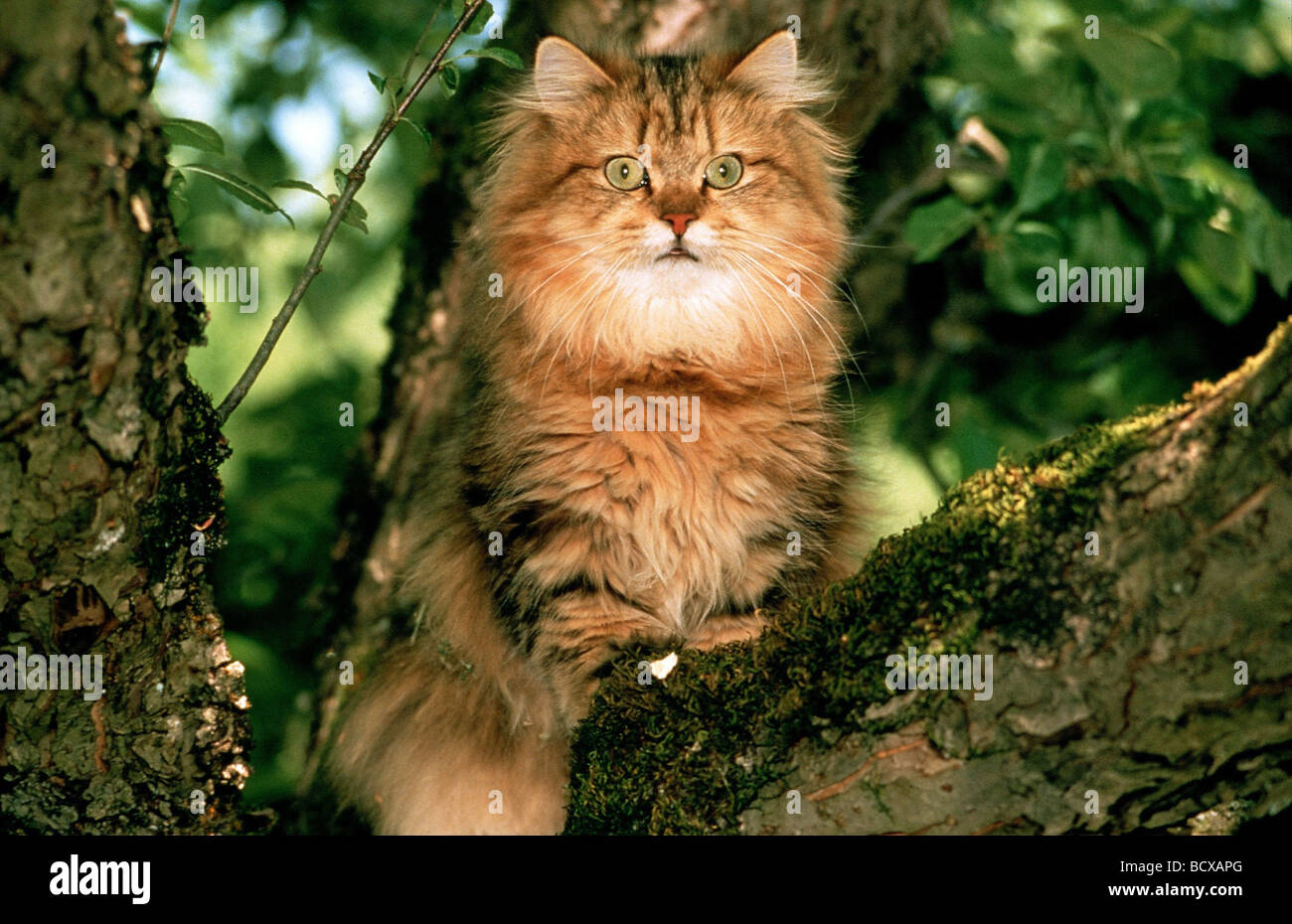 Golden ombreggiato gatto persiano seduta nella struttura ad albero Foto Stock
