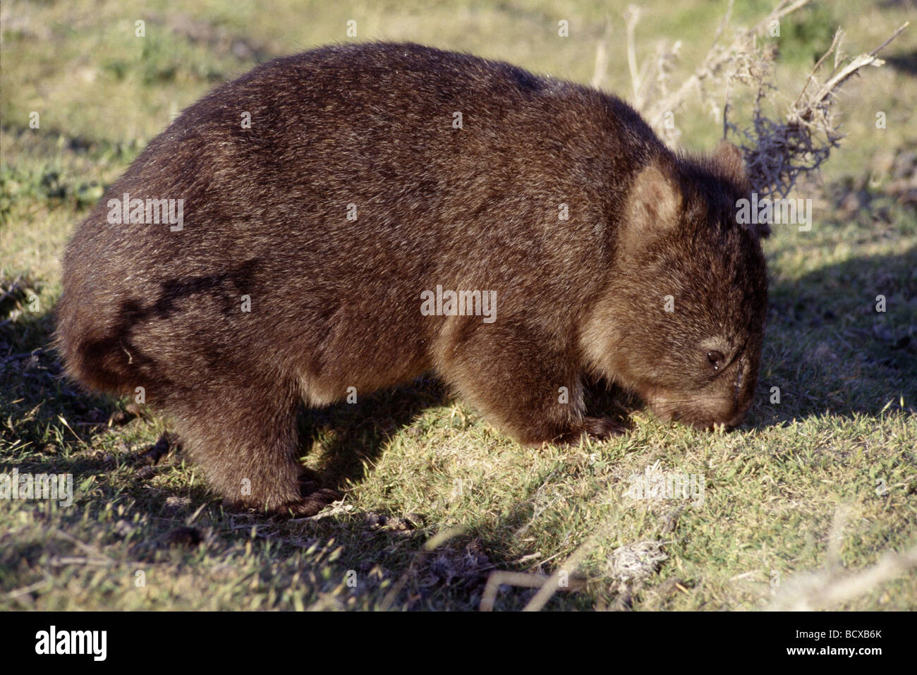 Vombatus ursinus / comune wombat / coarse-haired wombat Foto Stock