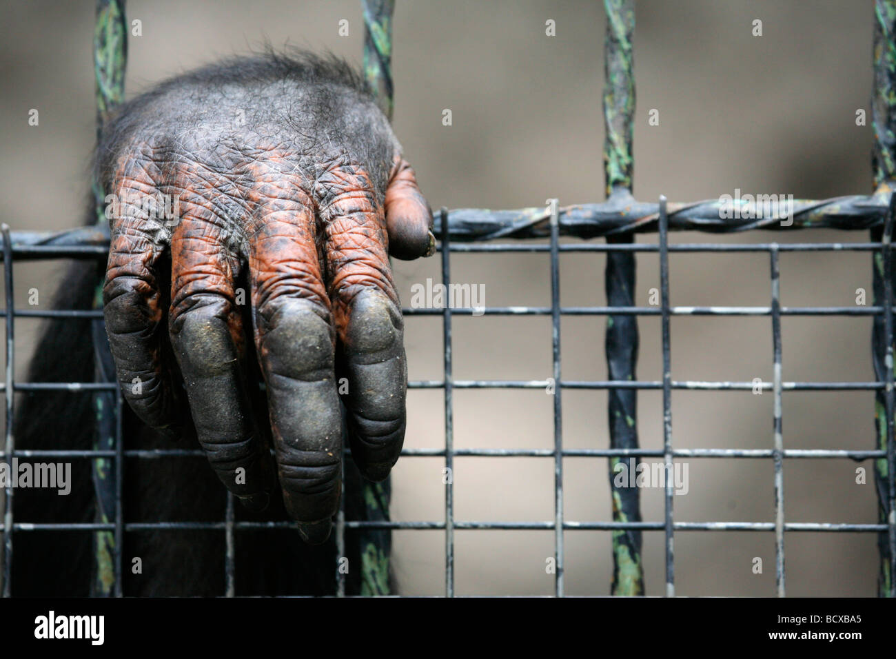 Per adulti a mano di scimpanzé in appoggio sulle barre della sua gabbia in Mendoza Zoo in Argentina Foto Stock