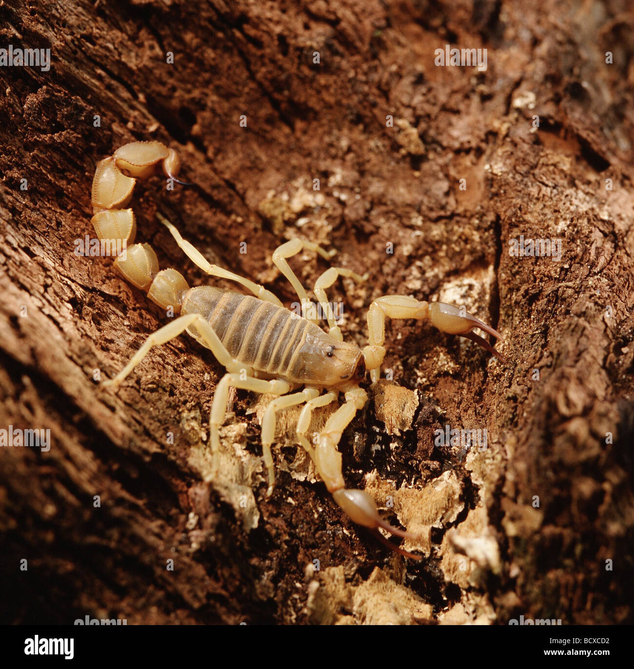 Androctonus australis / fat-tailed scorpion Foto Stock