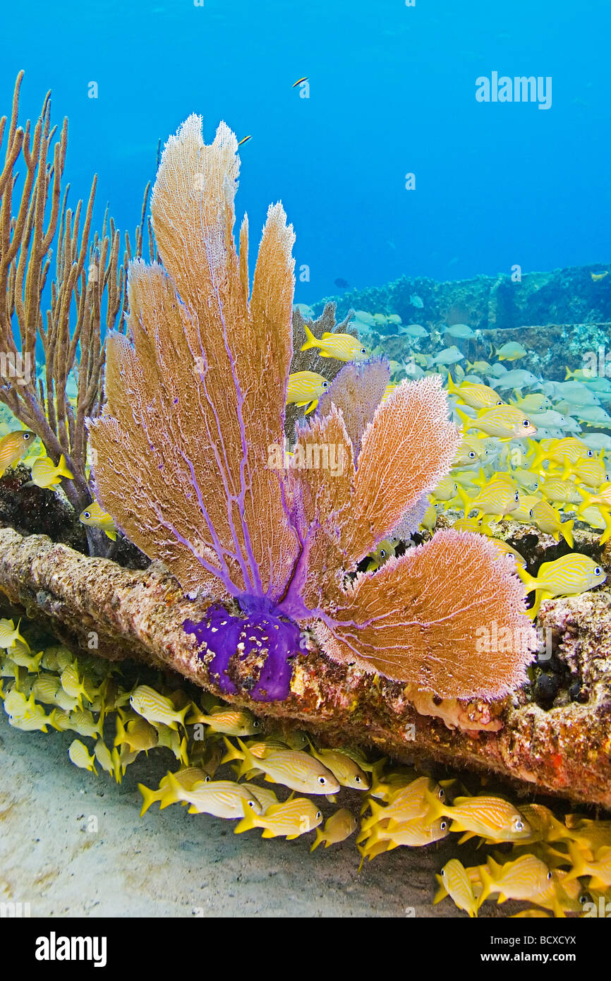 Mare Fan crescente sul relitto di zucchero Gorgonia sp West End Oceano Atlantico Bahamas Foto Stock