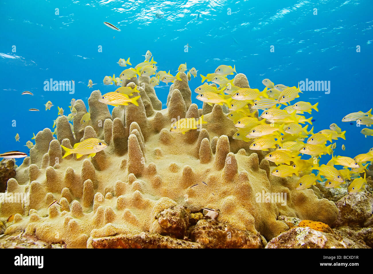 La scolarizzazione Grunt francese Haemulon flavolineatum West End Oceano Atlantico Bahamas Foto Stock