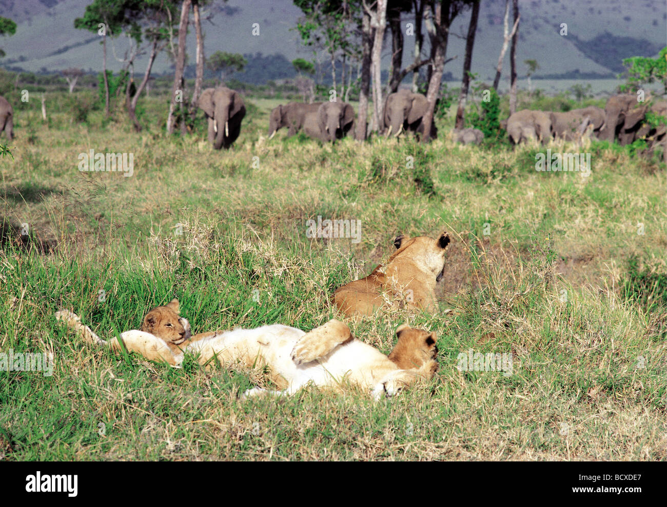 Leonesse e lupetti riposare e dormire vicino al branco di elefanti Masai Mara riserva nazionale del Kenya Africa orientale Foto Stock