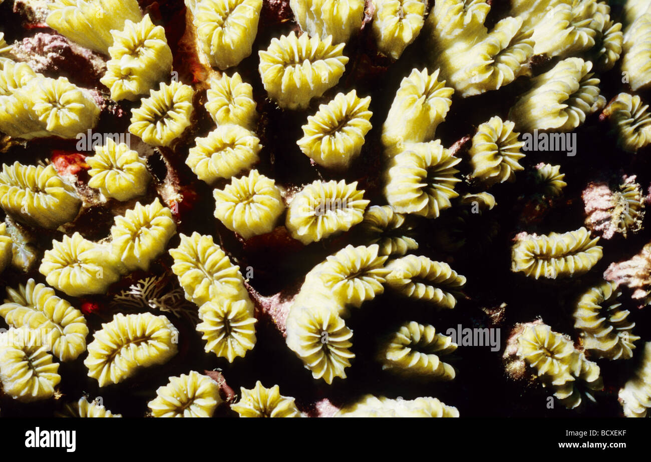 Incredibile vita sottomarina di Grenada, West Indies. Galaxy corallo con polipi chiuso. Foto Stock