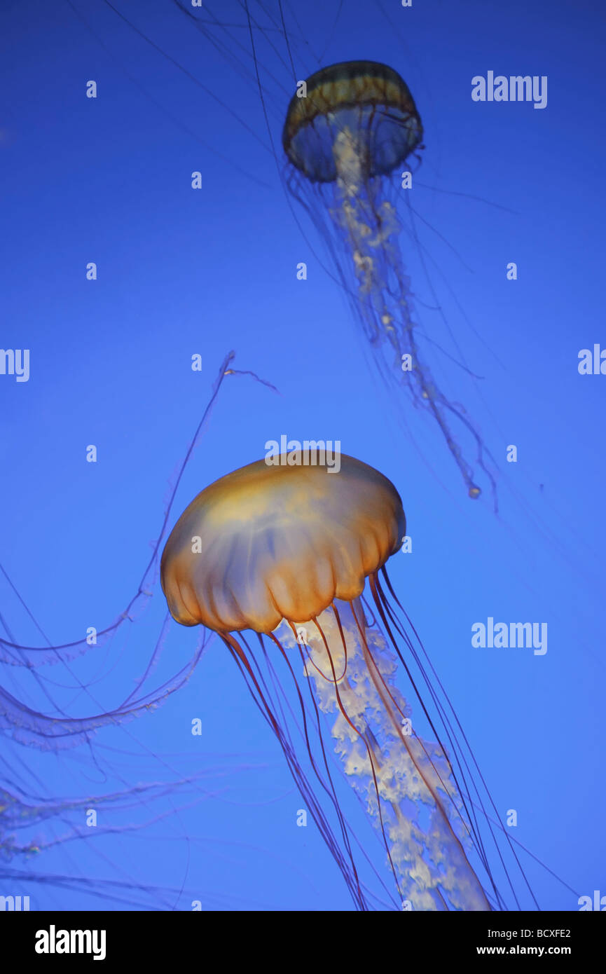 Stati Uniti d'America California Monterey Bay Acquarium Pacific mare Meduse di ortica Chrysaora quinquecirrha Foto Stock