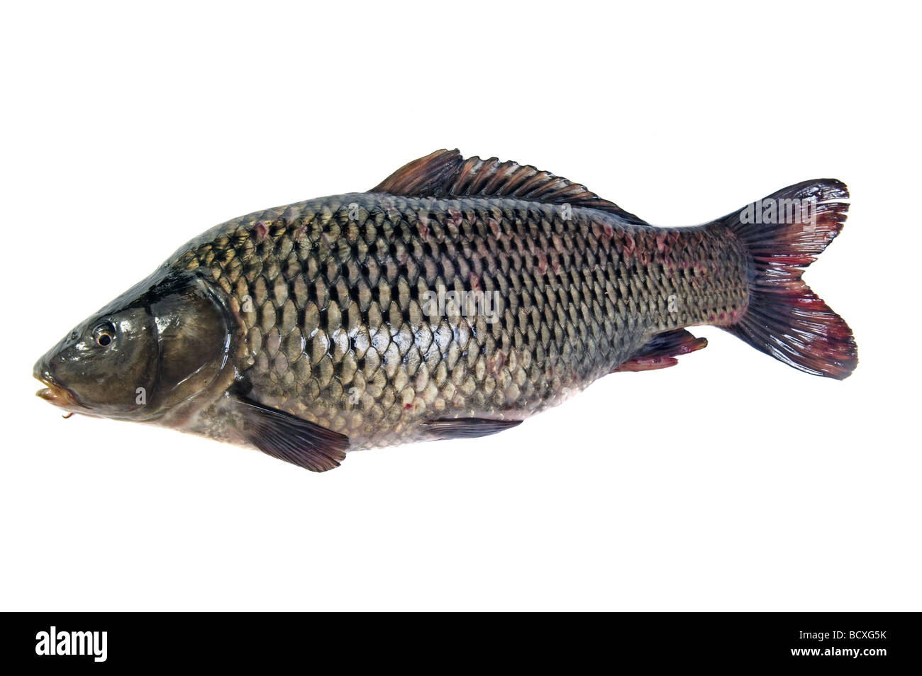 Big fat pesce carp isolato su bianco Foto Stock