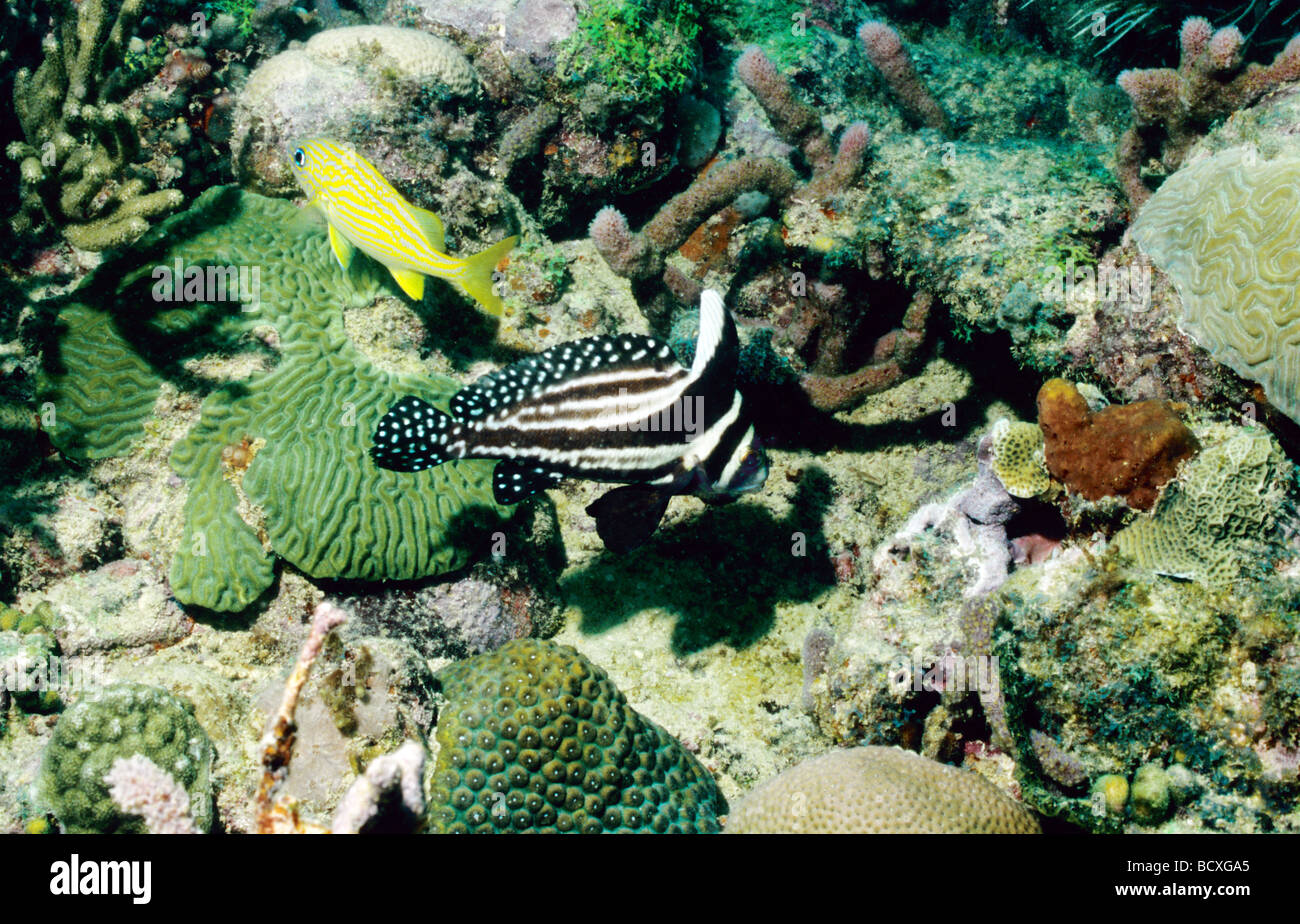 Incredibile vita sottomarina di Grenada, West Indies. Tamburo maculato, pesce. Adulto macchiato il tamburo. Foto Stock