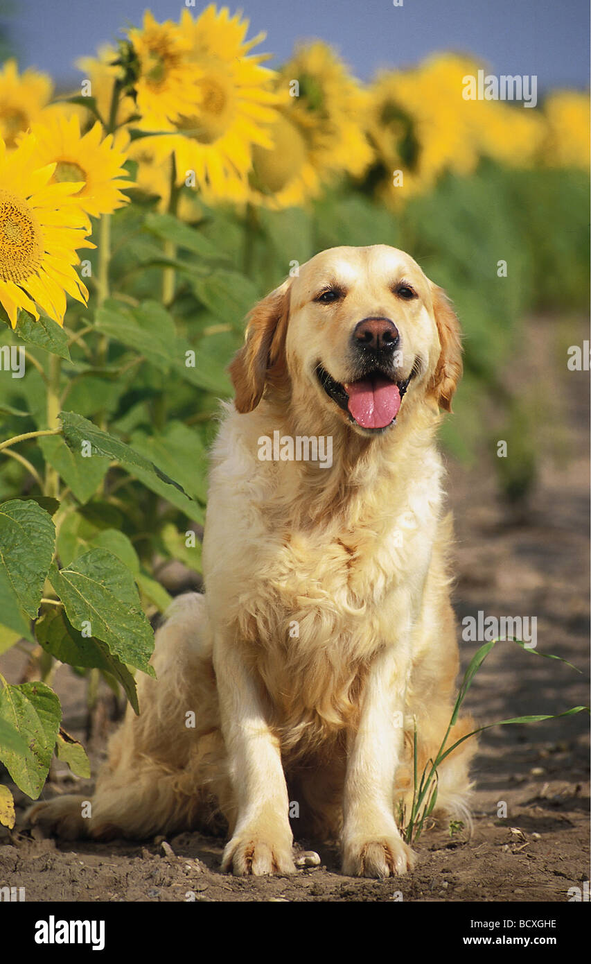 Golden Retriever. Adulto seduto di fronte a girasoli Foto Stock