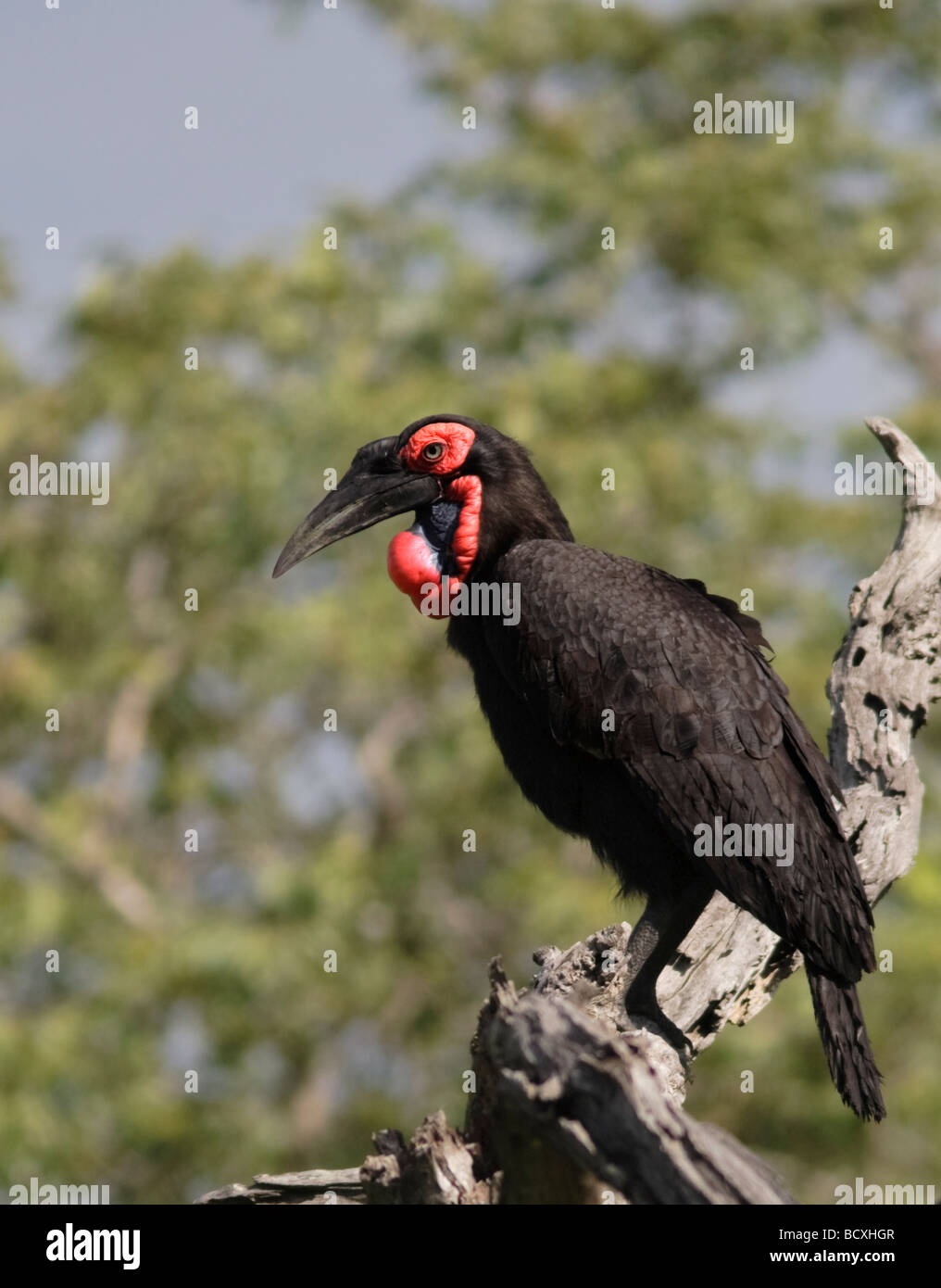 Massa meridionale Hornbill (Bucorvus Leadbeateri ) seduto su un albero in Nazionale Kruger Park South Africa. Foto Stock