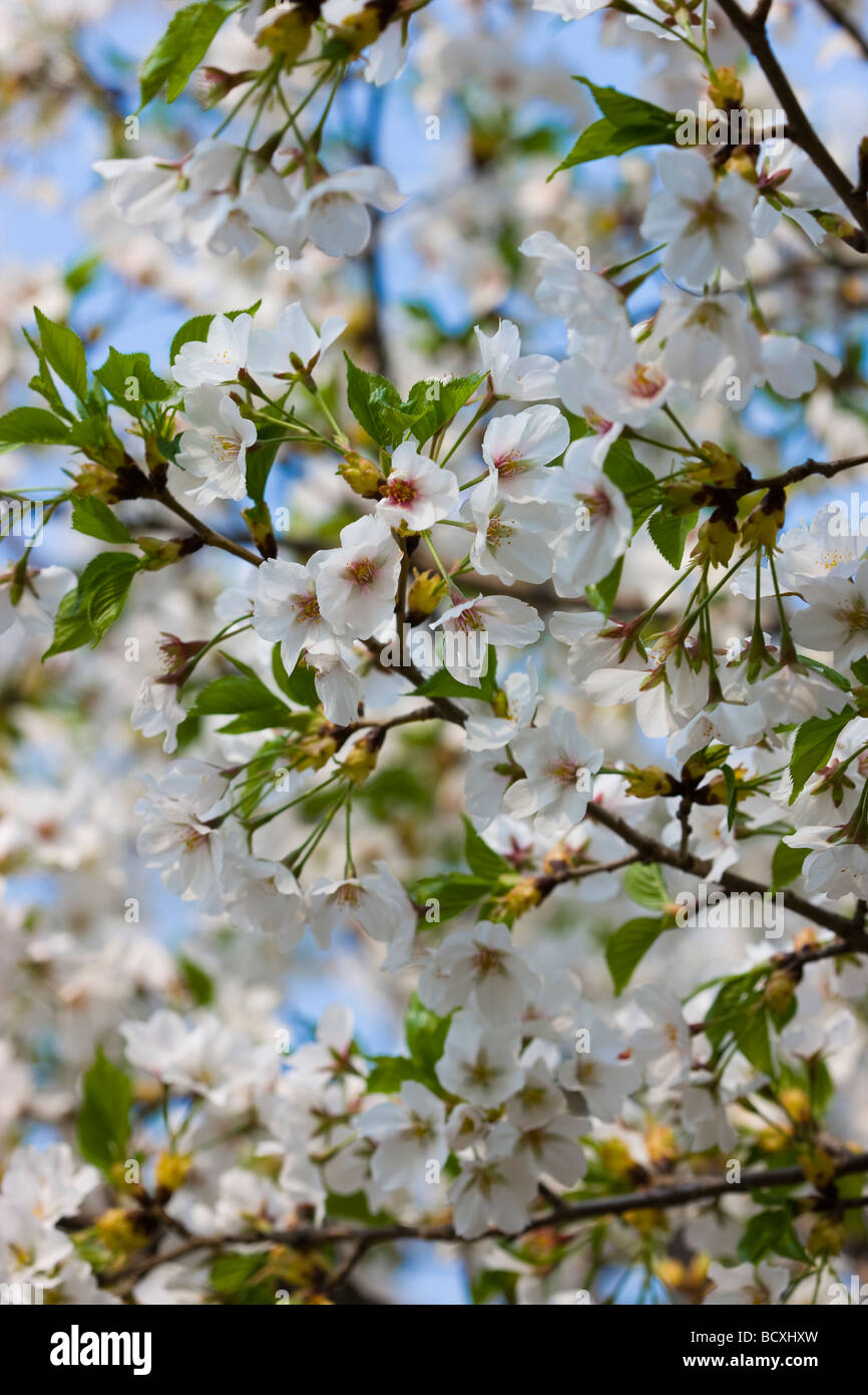 Albero di pesco Foto Stock