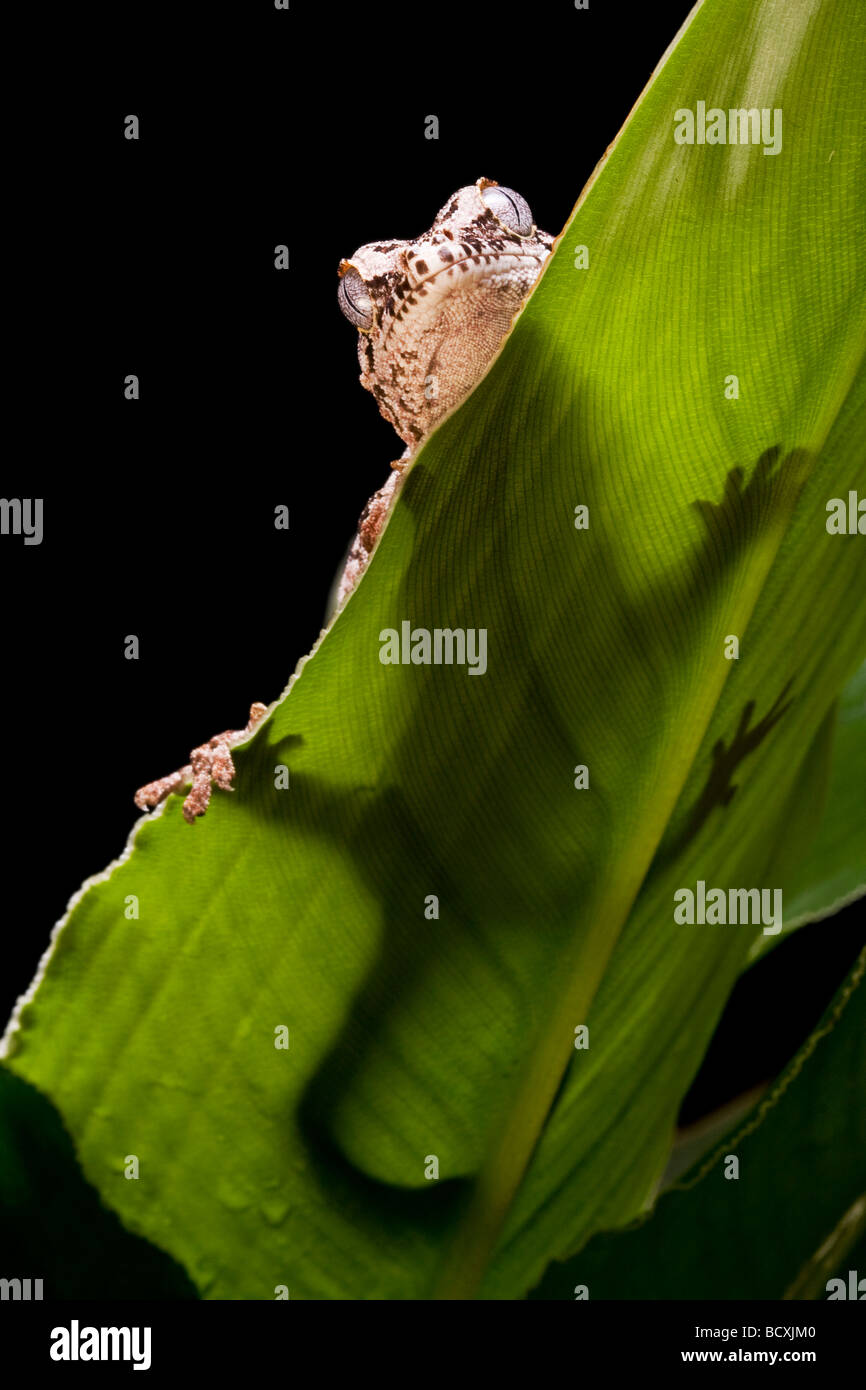 Close up di un Gargoyle Gecko su un verde ramo di muschio contro uno sfondo nero Foto Stock