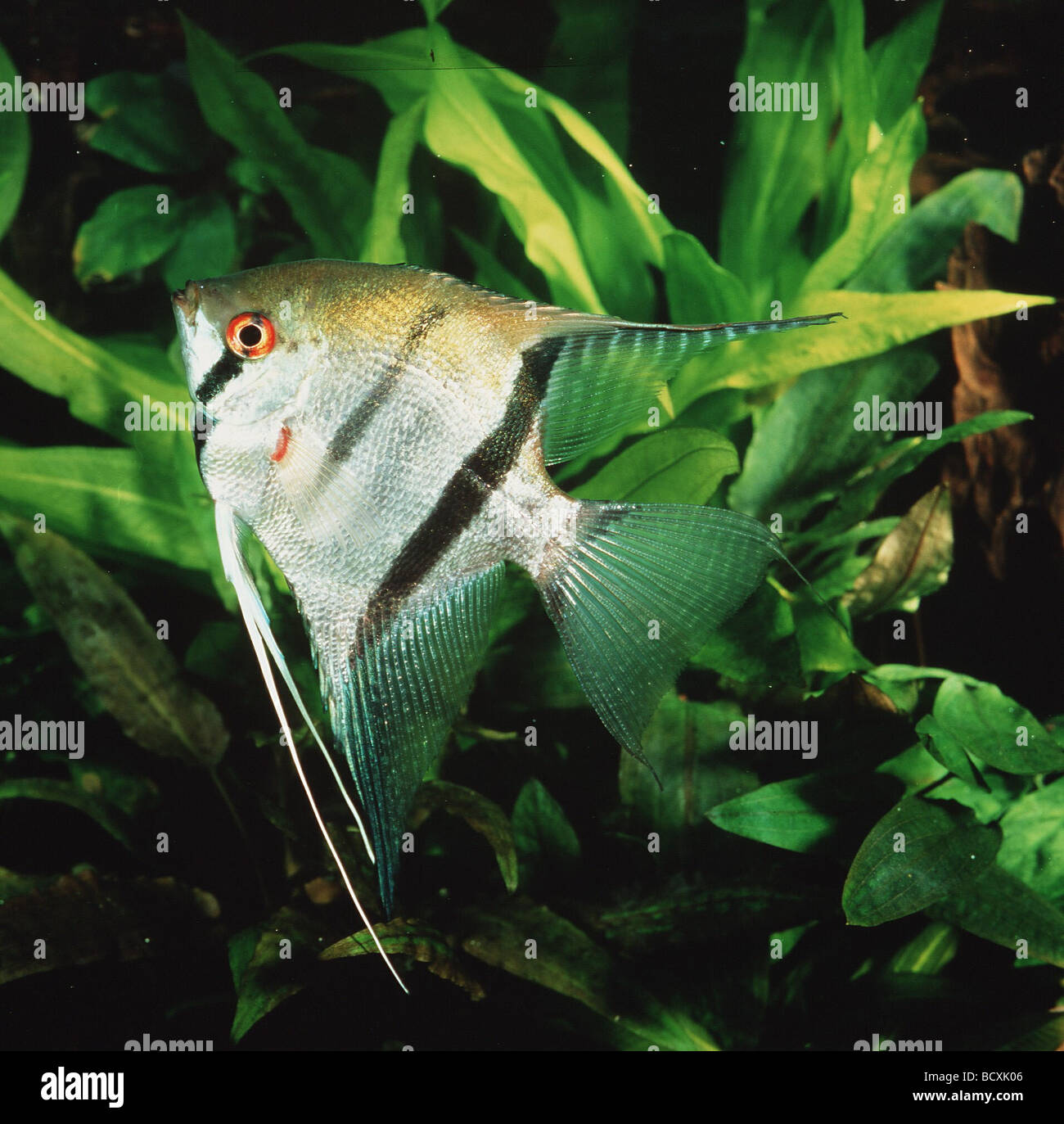 Pterophyllum scalare / freshwater angelfish / longfin pesci angelo Foto Stock