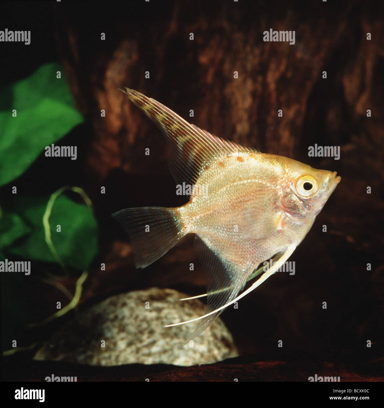 Pterophyllum scalare auratum / freshwater angelfish / longfin pesci angelo Foto Stock