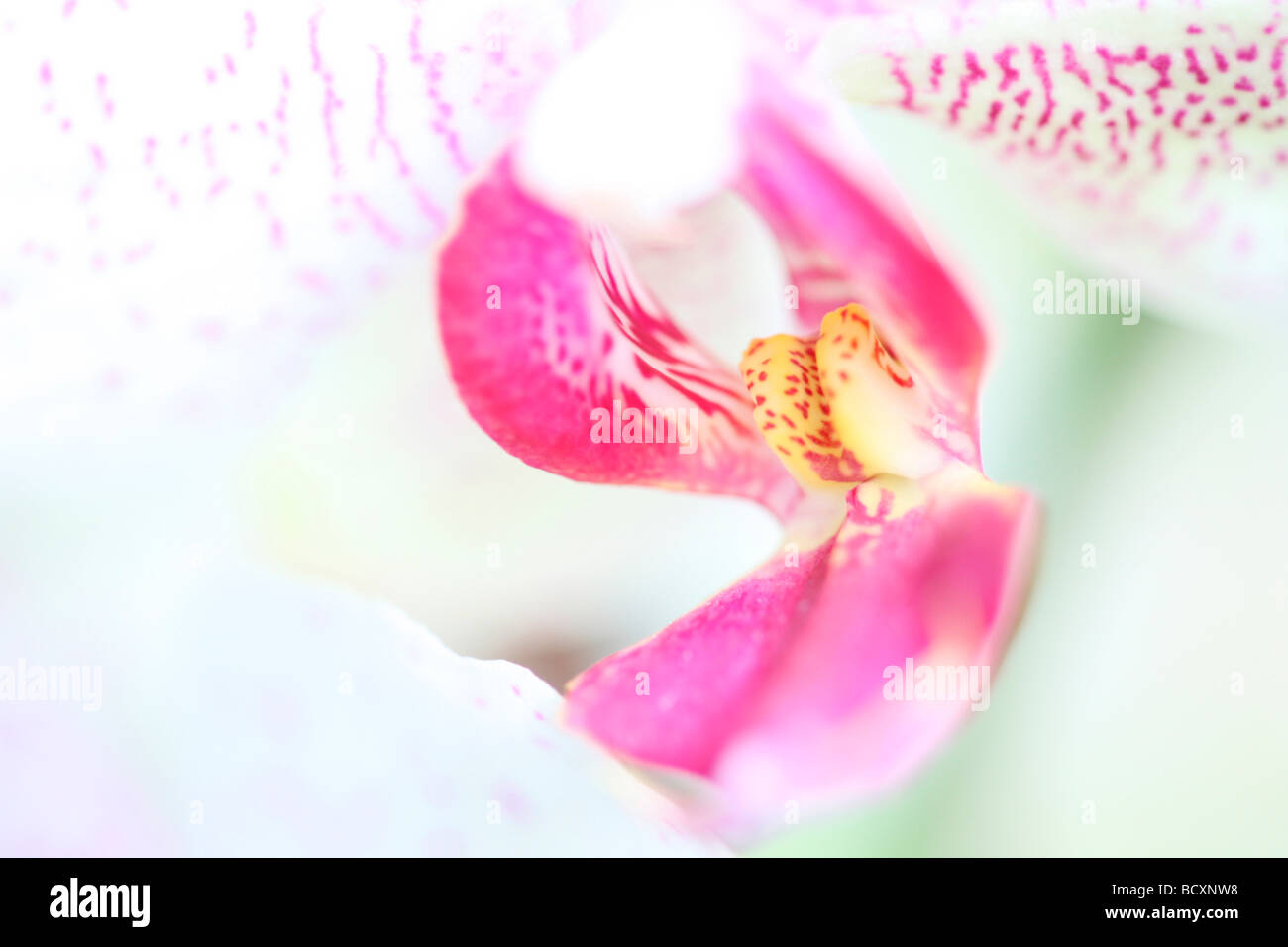 Contemporarybeauty di una mimosa orchid arte fotografia Jane Ann Butler JABP Fotografia326 Foto Stock