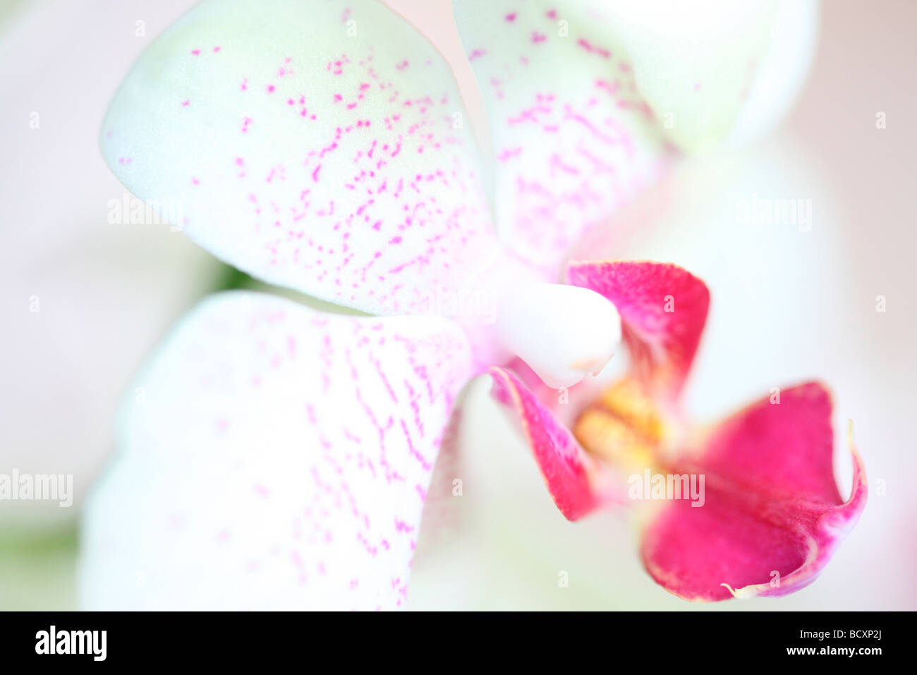 Immagine contemporanea di una mimosa orchid arte fotografia Jane Ann Butler JABP Fotografia325 Foto Stock