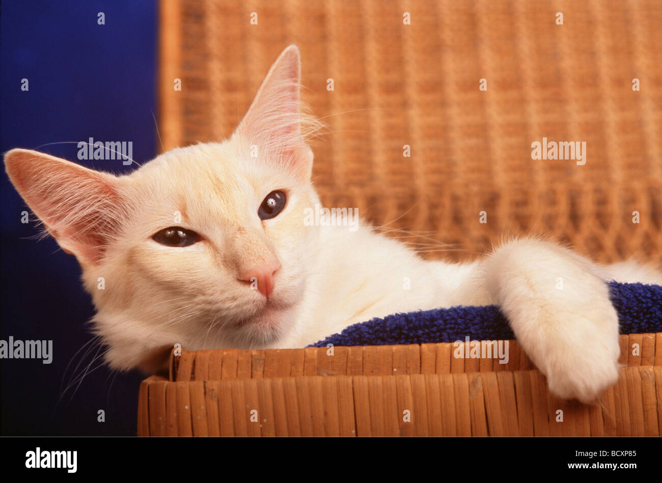 Balinese Cat. Adulto sdraiato in un cestino Foto Stock